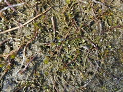 Glossostigma elatinoides