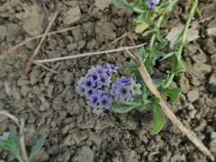 Heliotropium curassavicum