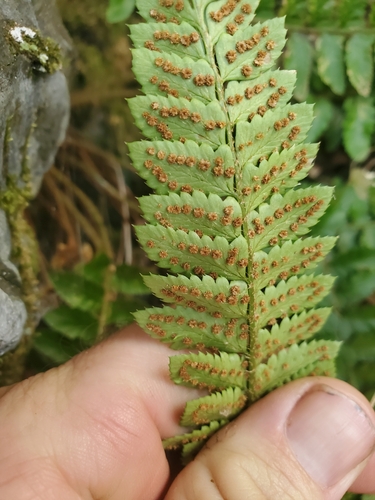 Image of Polystichum californicum by no rights reserved