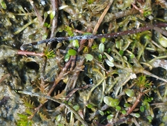Glossostigma elatinoides