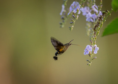 Macroglossum