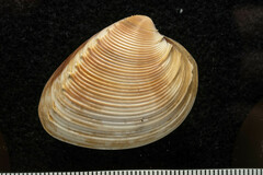 Hysteroconcha rosea