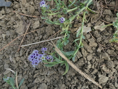 Heliotropium curassavicum