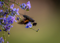 Macroglossum