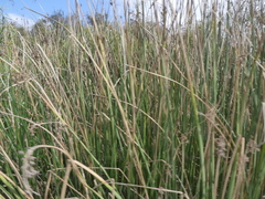 Schoenoplectus californicus