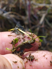 Glossostigma elatinoides