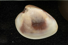 Hysteroconcha rosea
