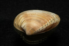 Hysteroconcha rosea