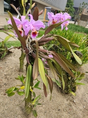 Cattleya trianae