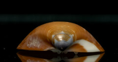 Tivela