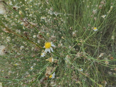 Chloracantha spinosa