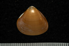 Tivela