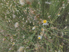 Chloracantha spinosa