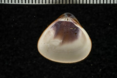 Tivela