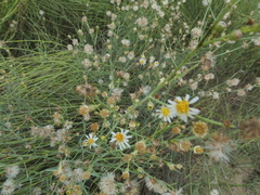 Chloracantha spinosa