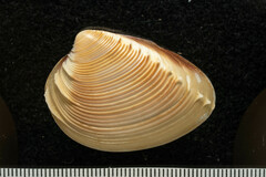 Hysteroconcha rosea