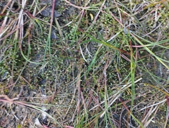 Glossostigma elatinoides