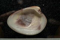 Hysteroconcha rosea