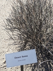 Senna armata