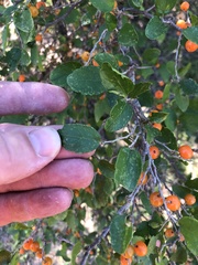 Celtis pallida
