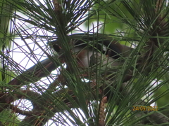 Dendrocitta formosae formosae