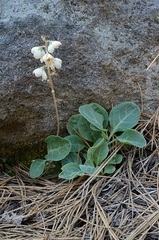 Pyrola dentata