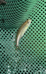 Notropis hudsonius