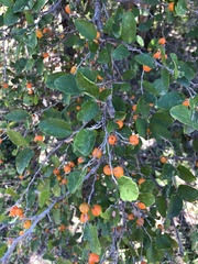 Celtis pallida