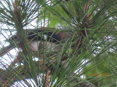 Dendrocitta formosae formosae