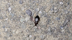 Platyninae