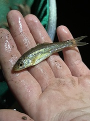 Notropis hudsonius
