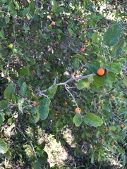Celtis pallida