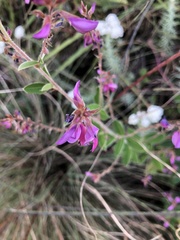 Lespedeza gerardiana