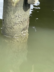 Amphibalanus improvisus