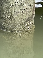 Amphibalanus improvisus