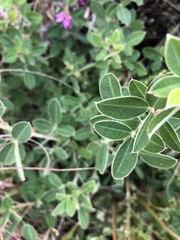 Lespedeza gerardiana
