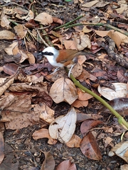 Garrulax leucolophus