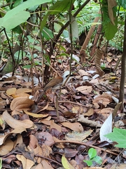 Garrulax leucolophus