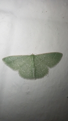 Synchlora