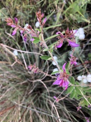 Lespedeza gerardiana