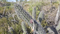 Stenocereus gummosus