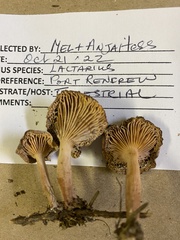 Lactarius luculentus