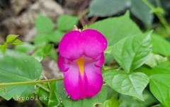 Impatiens putii