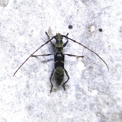 Cycnidolon obliquum