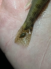 Piscicolaria reducta