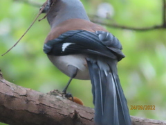 Dendrocitta formosae formosae