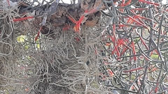 Psittacanthus sonorae