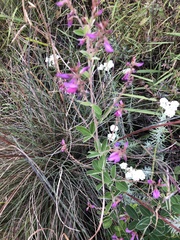 Lespedeza gerardiana