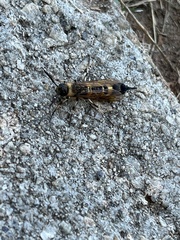Eriotremex formosanus