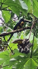 Pteroglossus torquatus